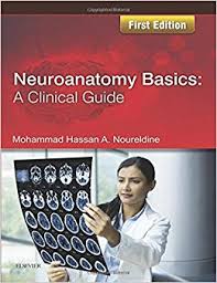 Neuroanatomy Basics: A Clinical Guide - Image 10